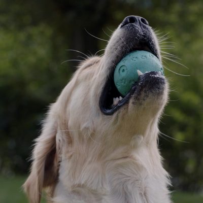 dog-with-ball@2x